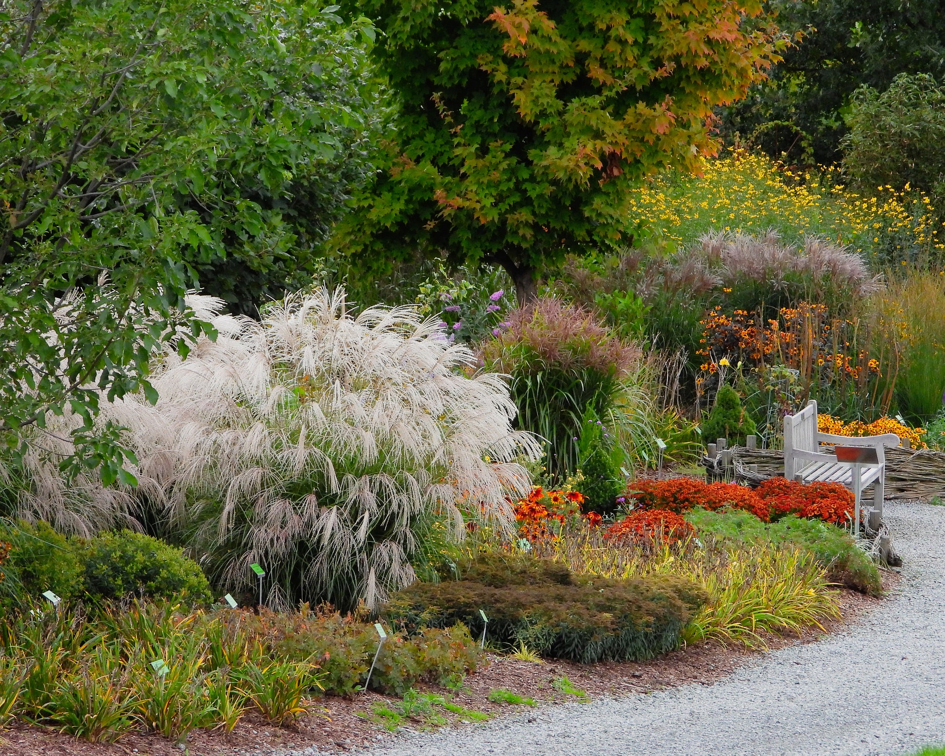 Miscanthus sinensis 'Silver Charm' bare roots | Buy white elephant ...
