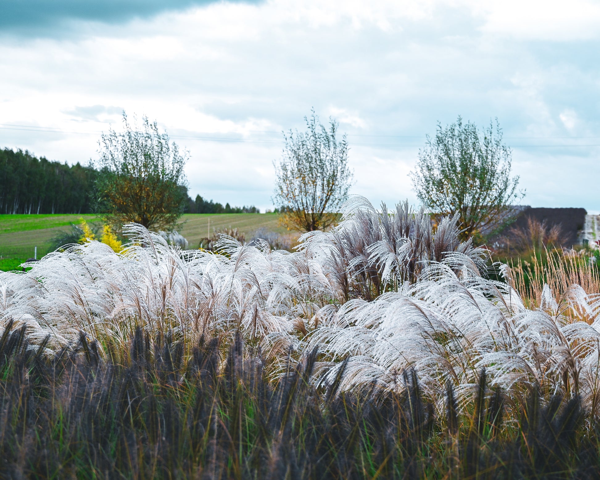 Miscanthus sinensis 'Silver Charm' bare roots | Buy white elephant ...