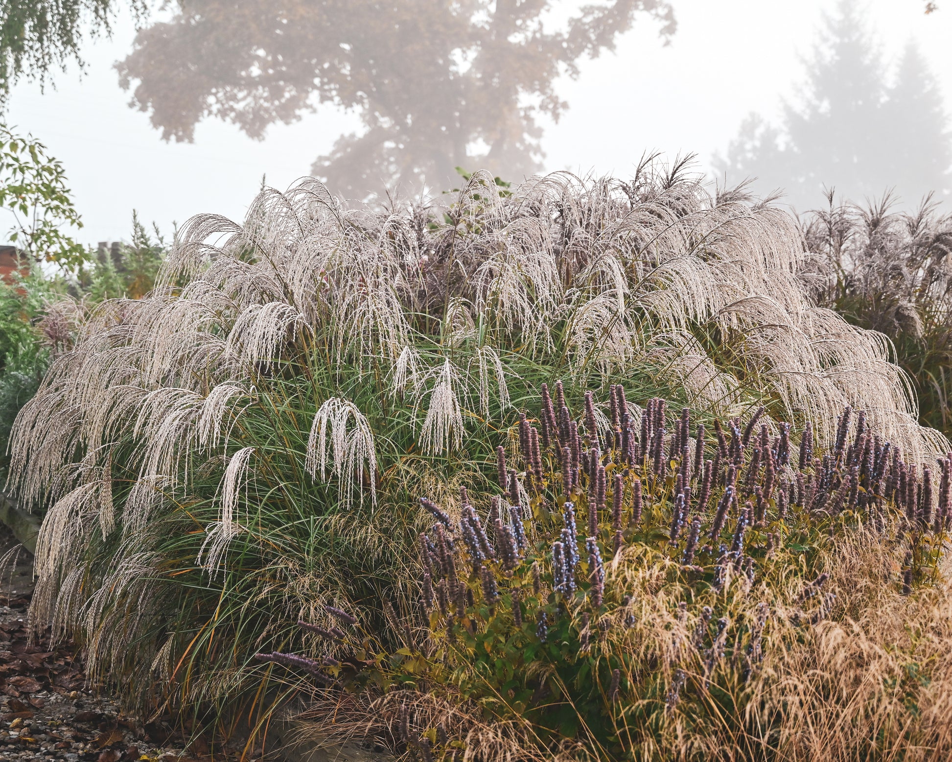 Miscanthus sinensis 'Silver Charm' bare roots | Buy white elephant ...