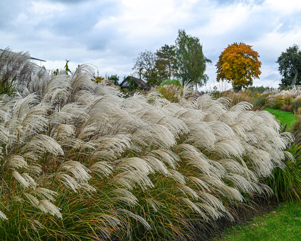 Miscanthus 'Silver Charm'