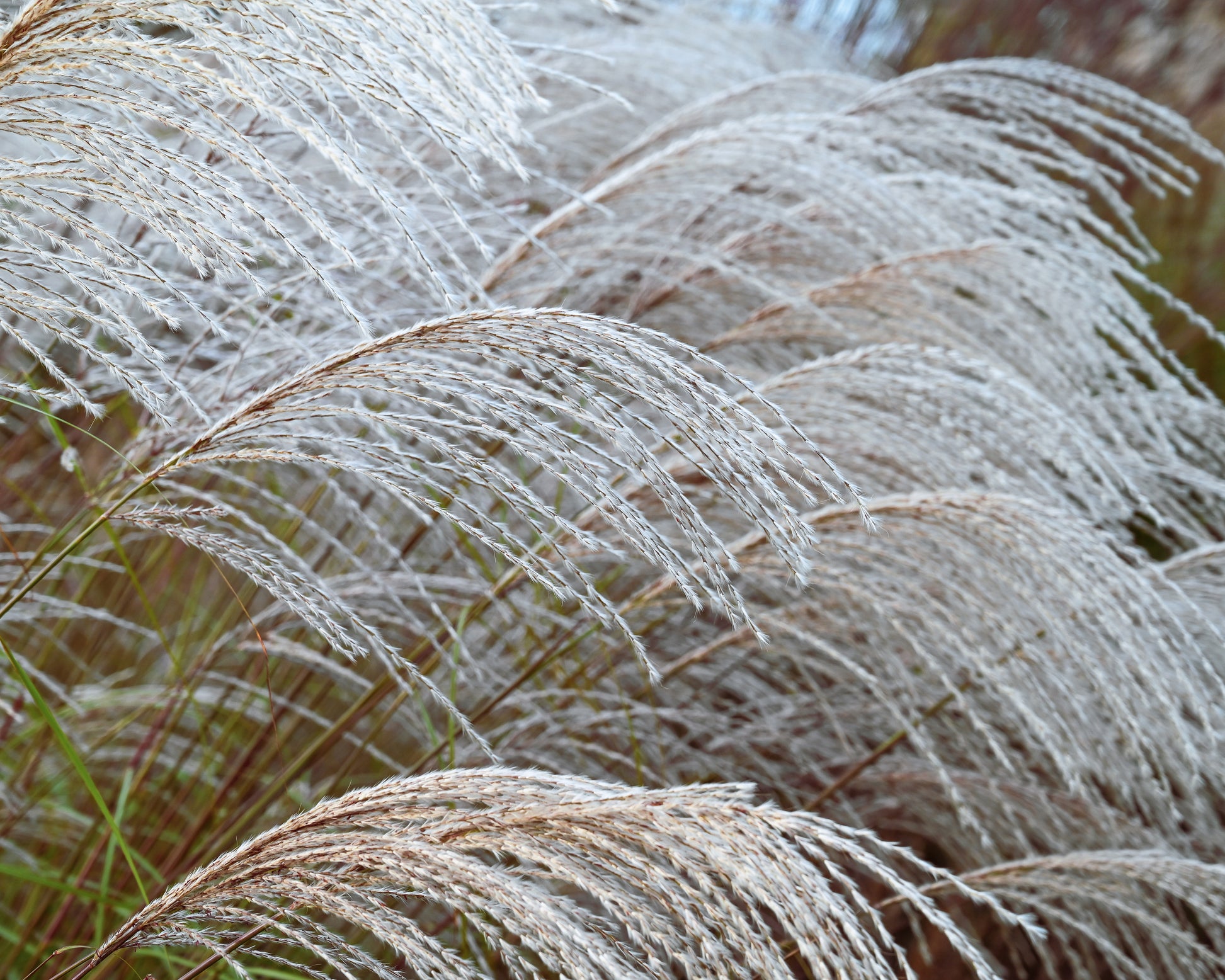 Miscanthus sinensis 'Silver Charm' bare roots | Buy white elephant ...
