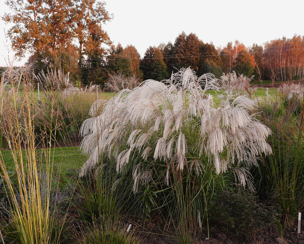 Miscanthus 'Silver Charm'