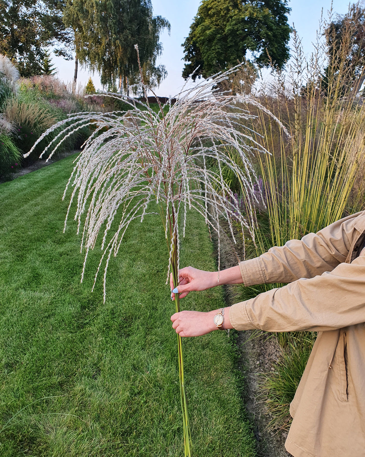 Miscanthus sinensis 'Silver Charm' bare roots | Buy white elephant ...