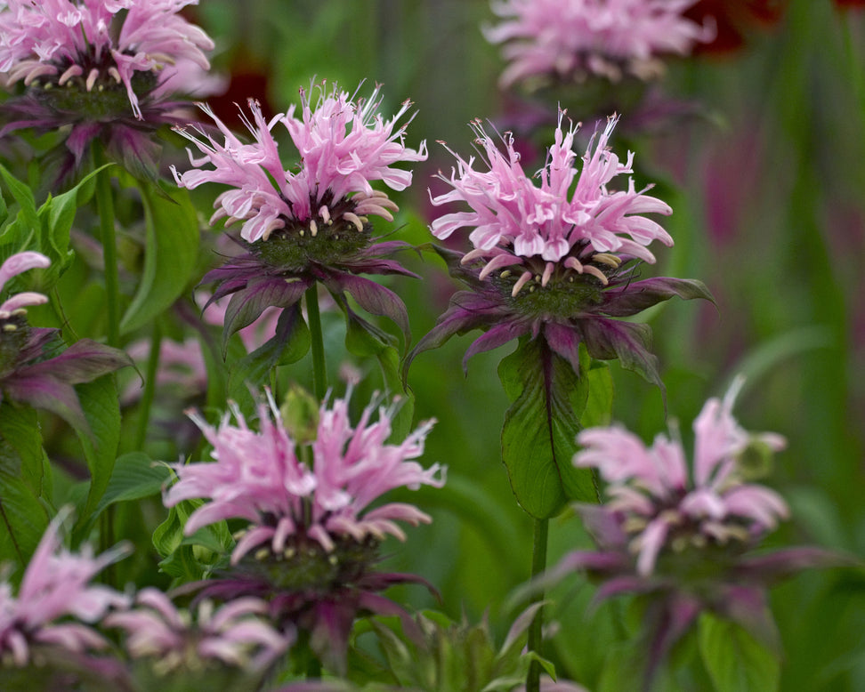 Monarda 'Beauty of Cobham'