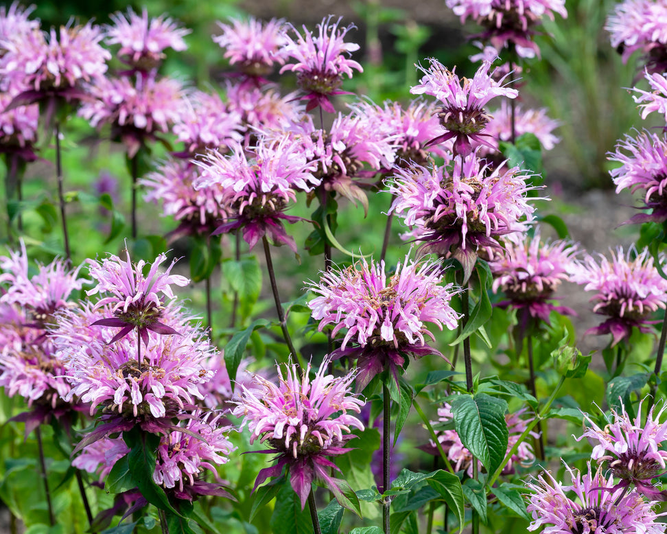 Monarda 'Beauty of Cobham'