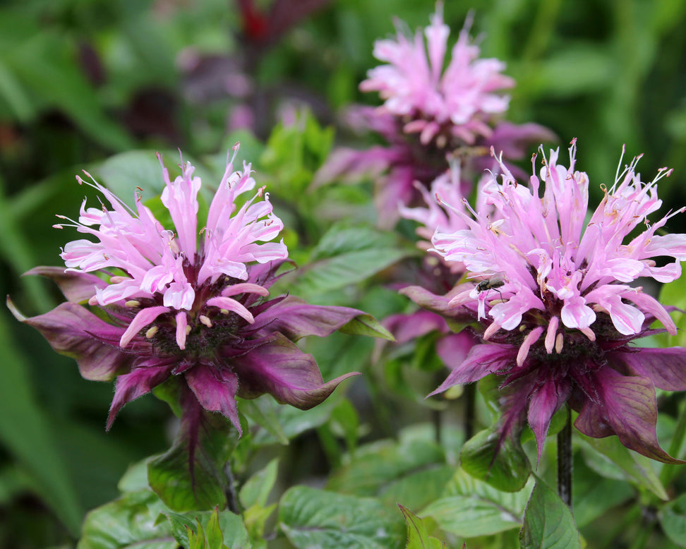 Monarda 'Beauty of Cobham'