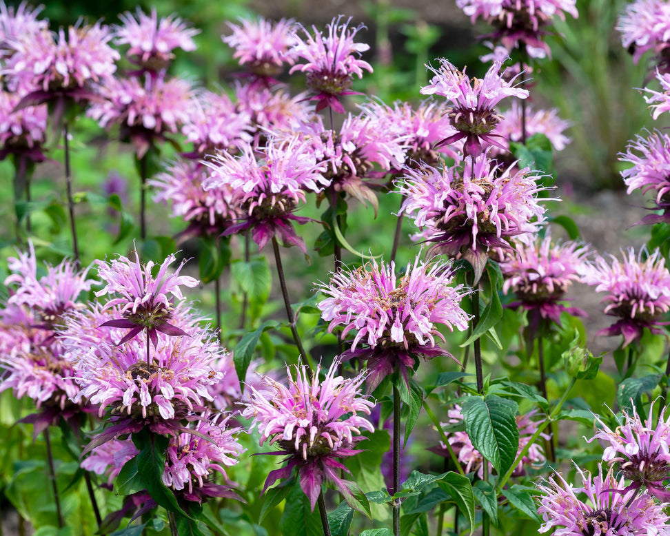 Monarda 'Beauty of Cobham'