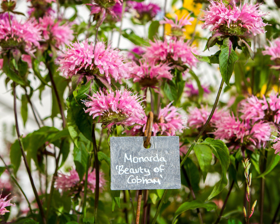 Monarda 'Beauty of Cobham'
