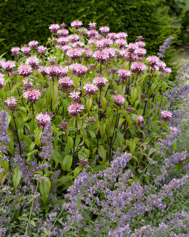 Monarda 'Beauty of Cobham'