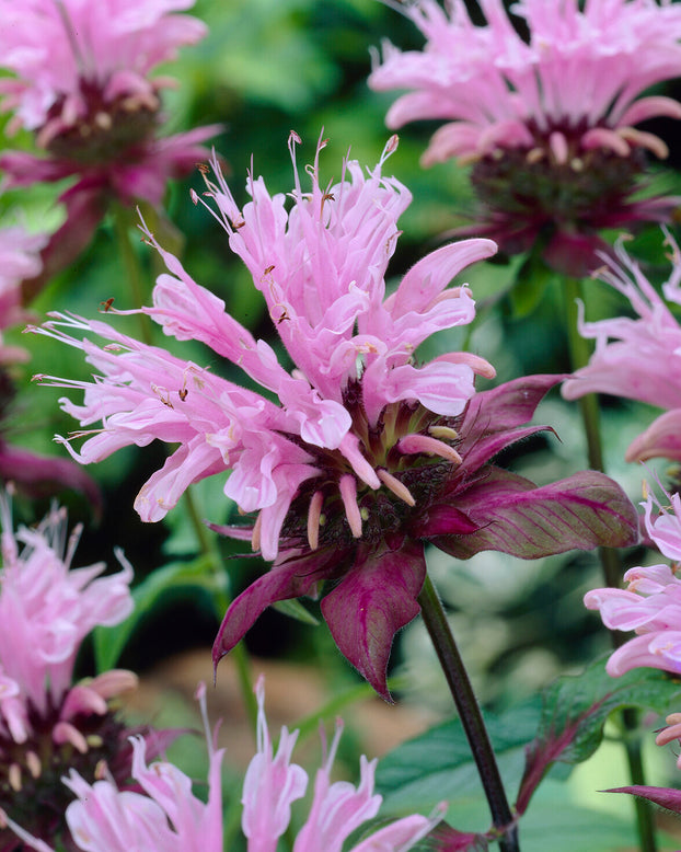 Monarda 'Beauty of Cobham'