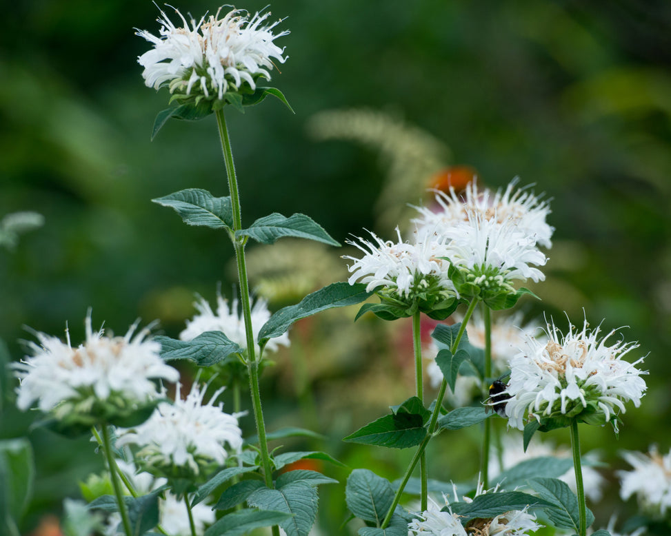 Monarda 'Bee-Bright'