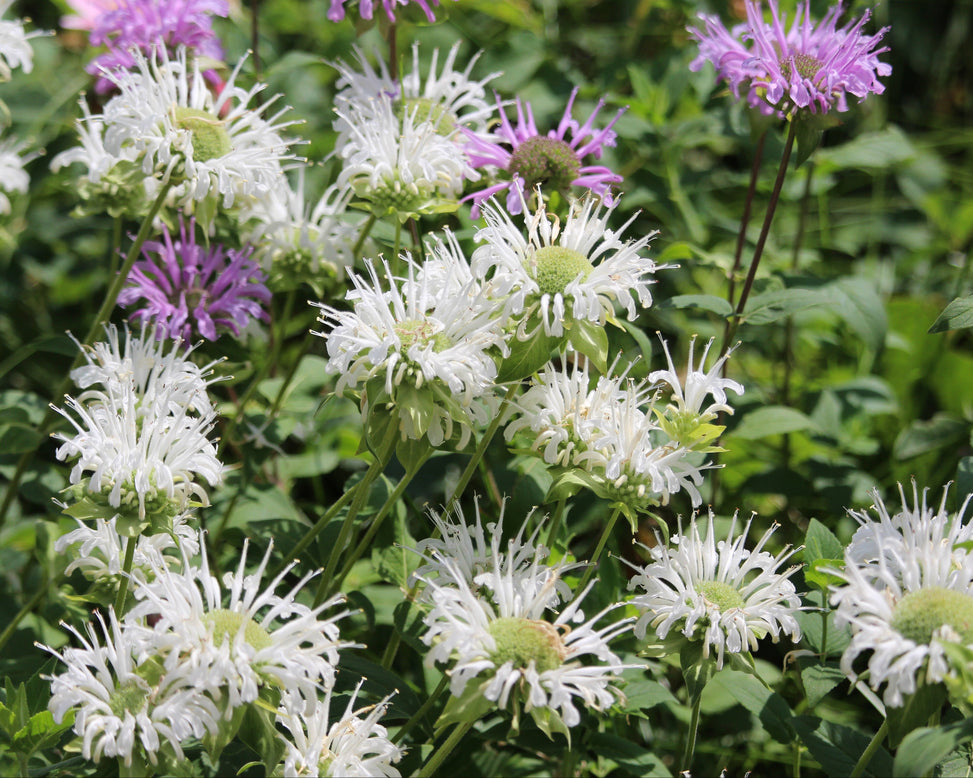 Monarda 'Bee-Bright'