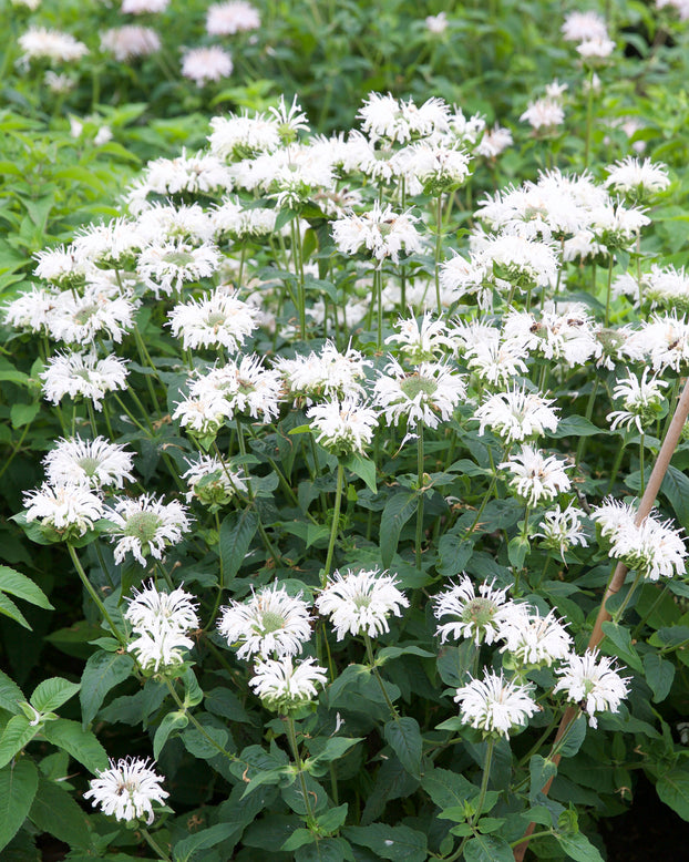 Monarda 'Bee-Bright'