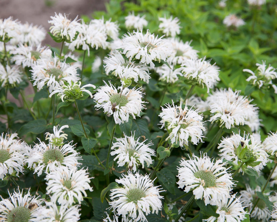 Monarda 'Bee-Bright'