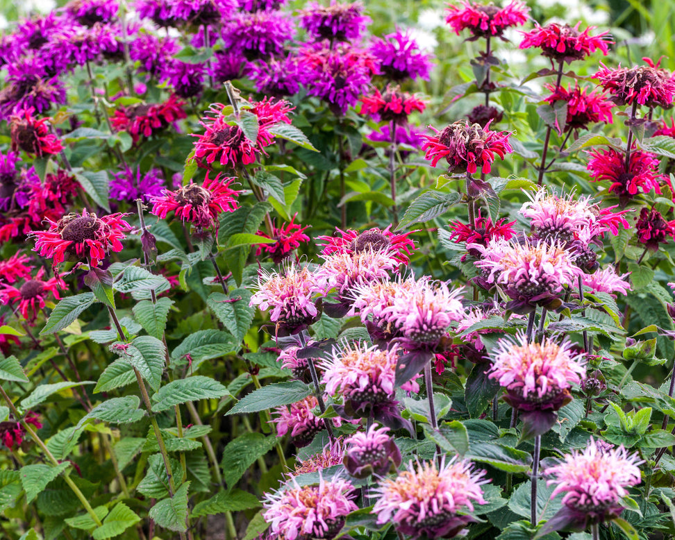 Monarda 'Bee-Lieve'
