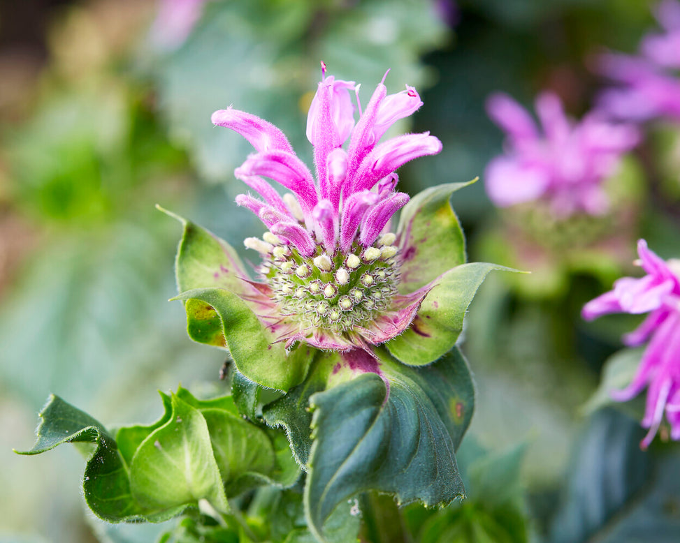 Monarda 'Bee-Lieve'
