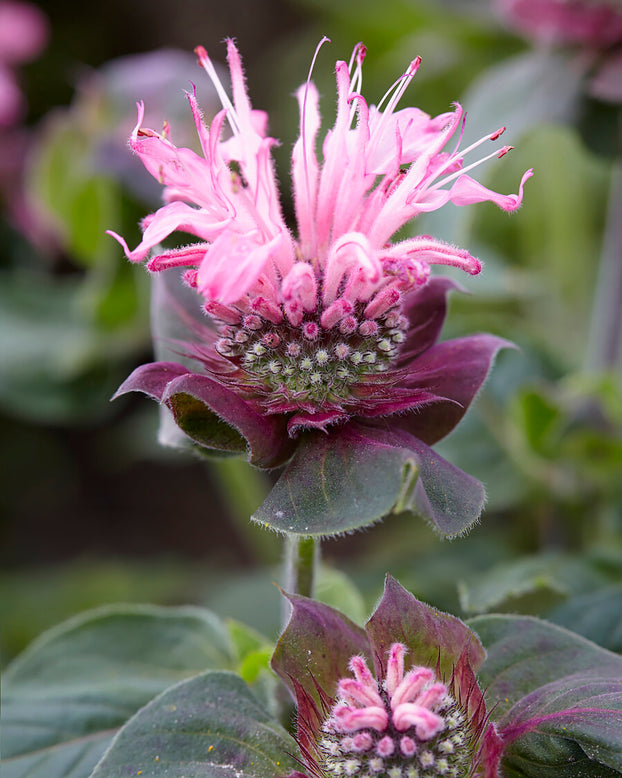 Monarda 'Bee-Lieve'