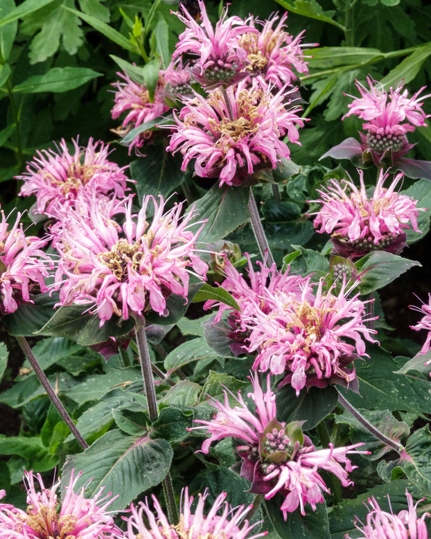 Monarda 'Bee-Lieve'