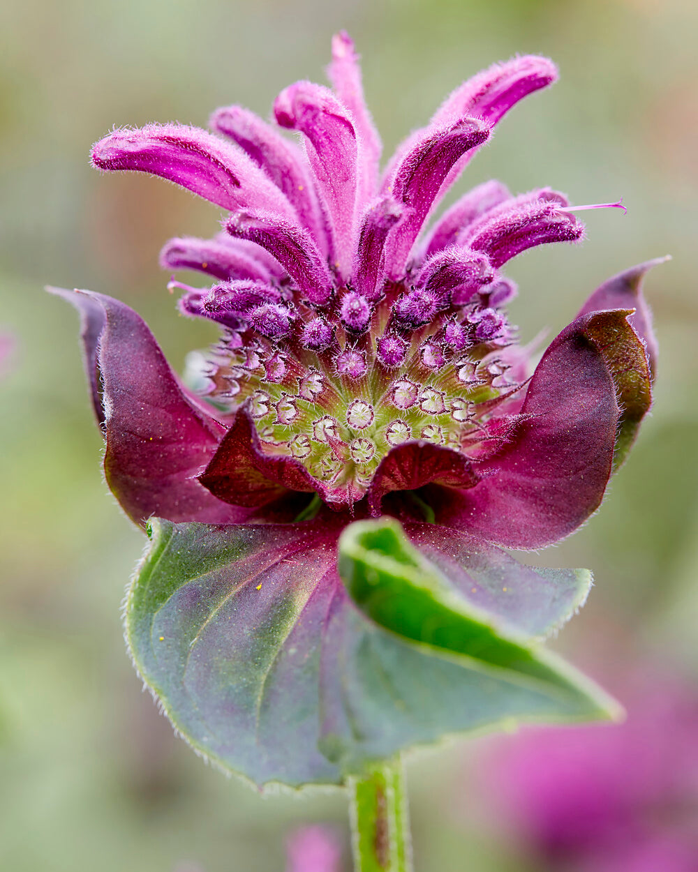 Monarda 'Bee-Pure' bare roots | Buy bee balm online at Farmer Gracy UK