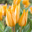 Multi-flowering tulips