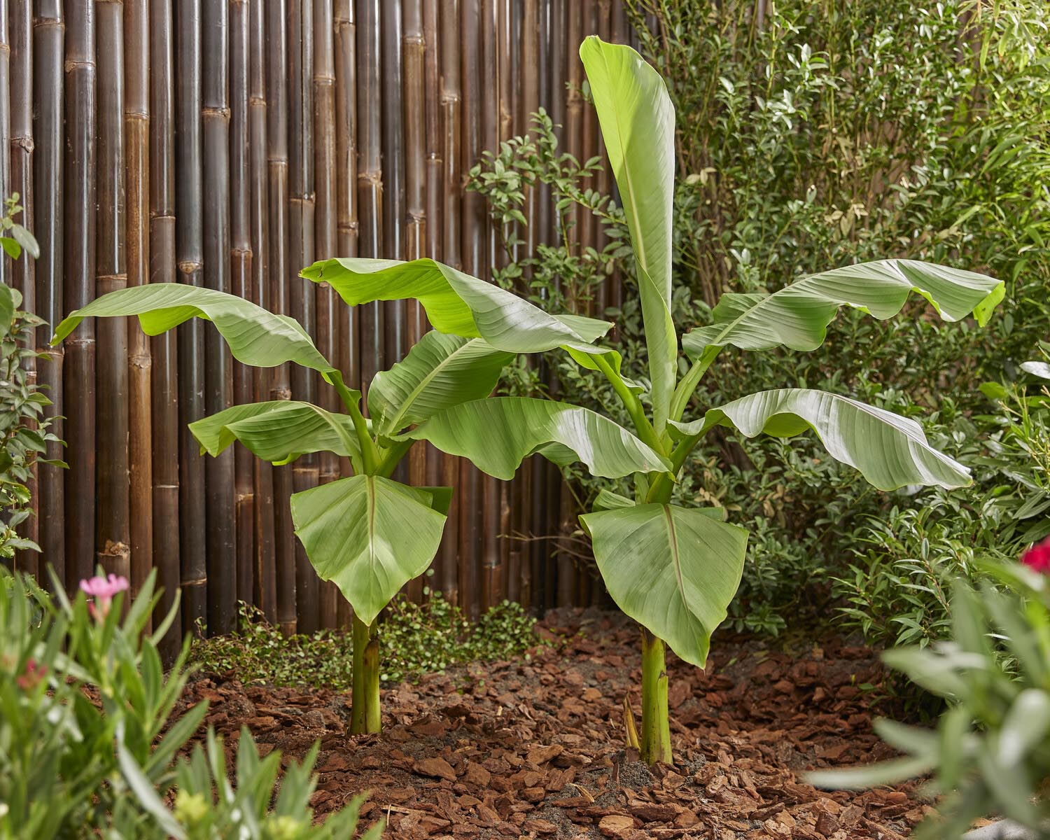 Musa basjoo (banana plant) bare roots — Buy hardy banana tree online at ...