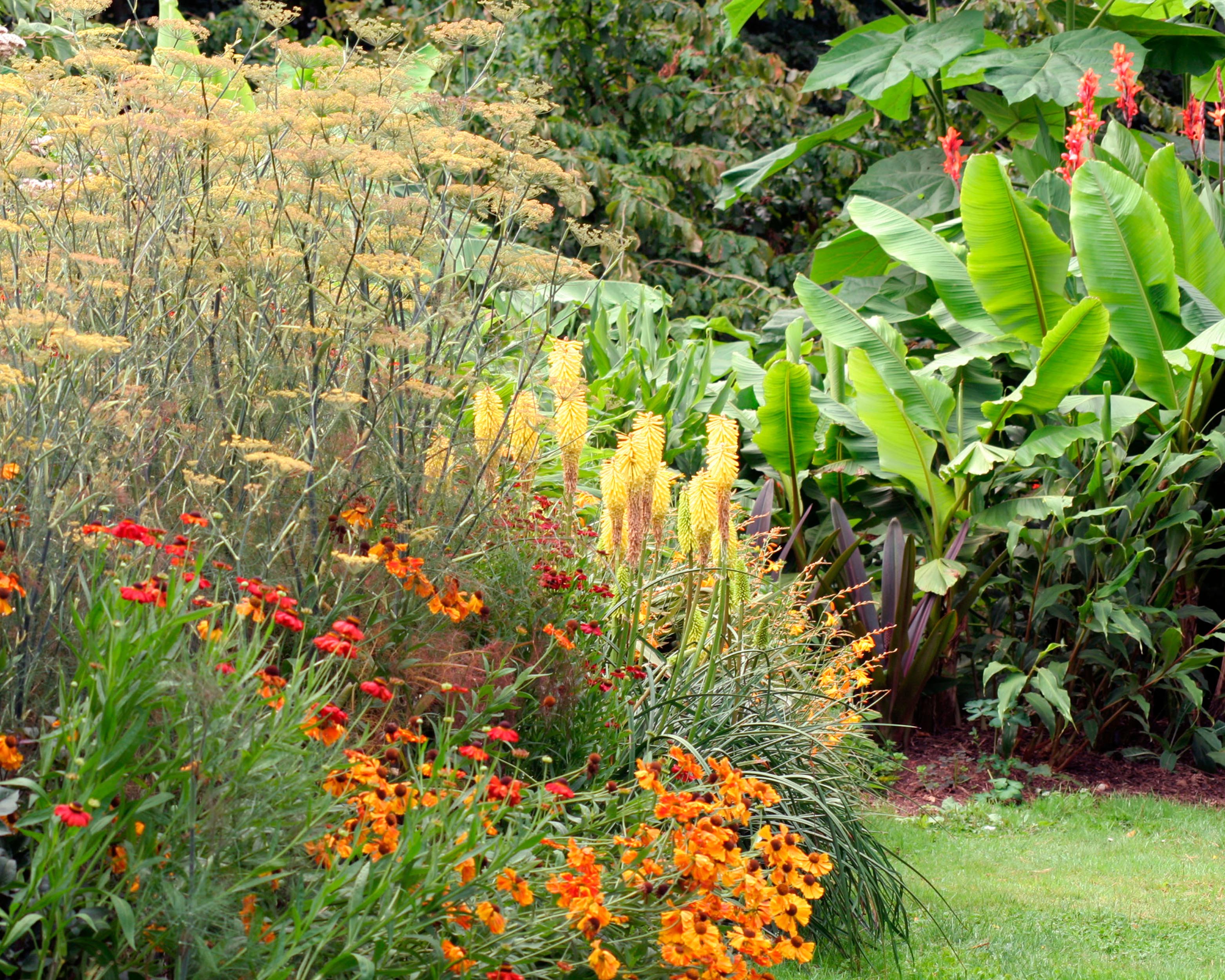 Musa basjoo (banana plant) bare roots — Buy hardy banana tree online at ...