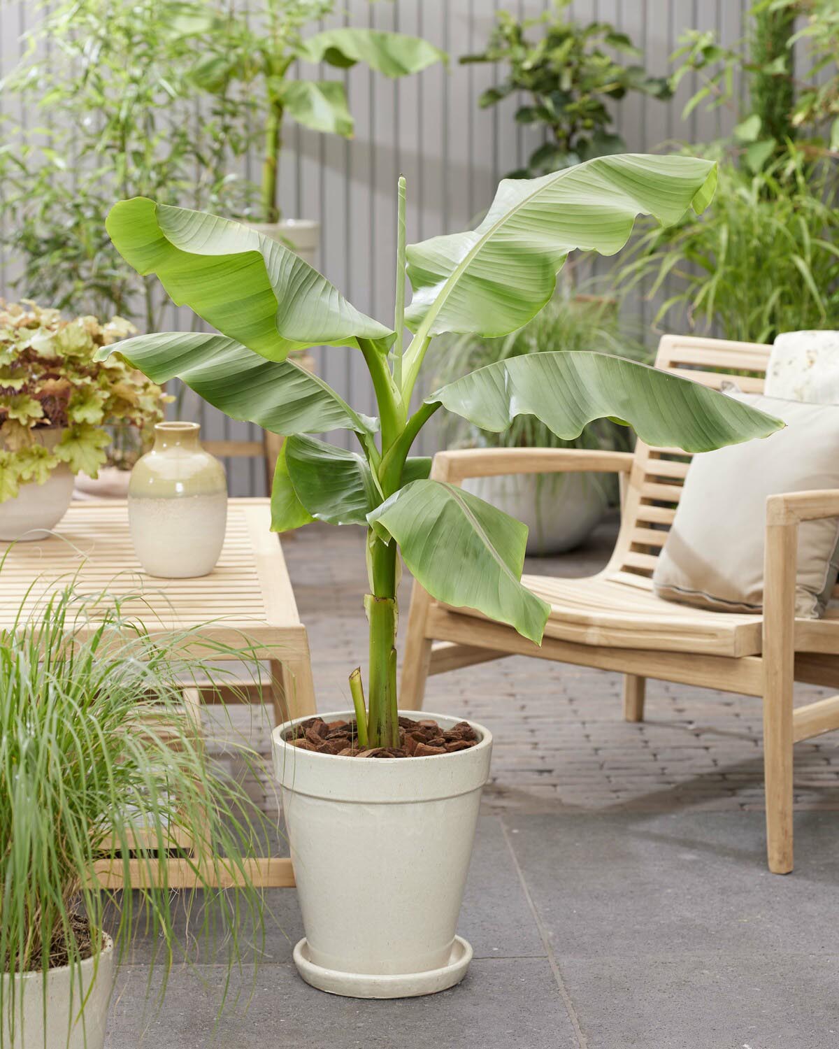 Musa basjoo (banana plant) bare roots — Buy hardy banana tree online at ...