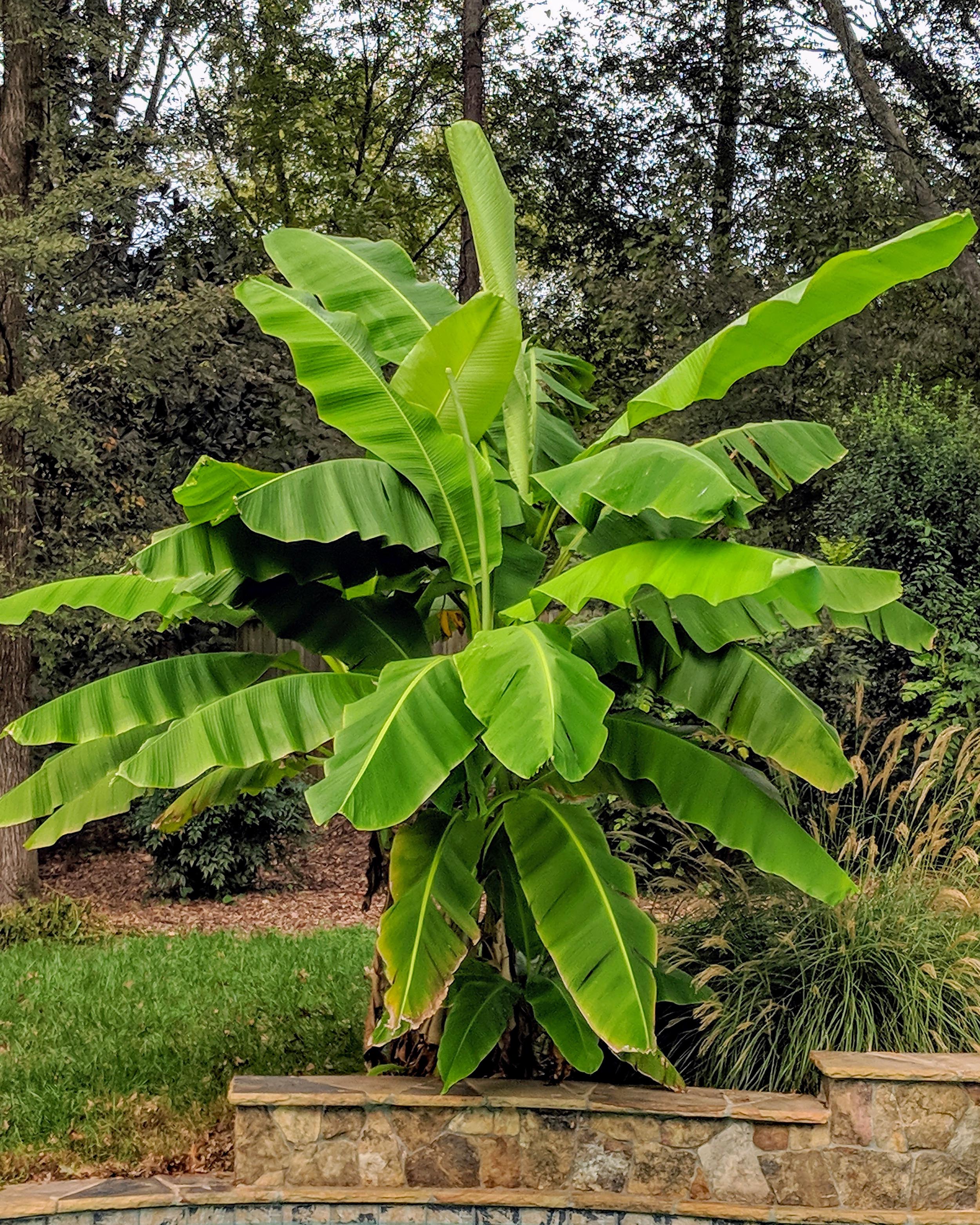 Musa basjoo (banana plant) bare roots — Buy hardy banana tree online at ...