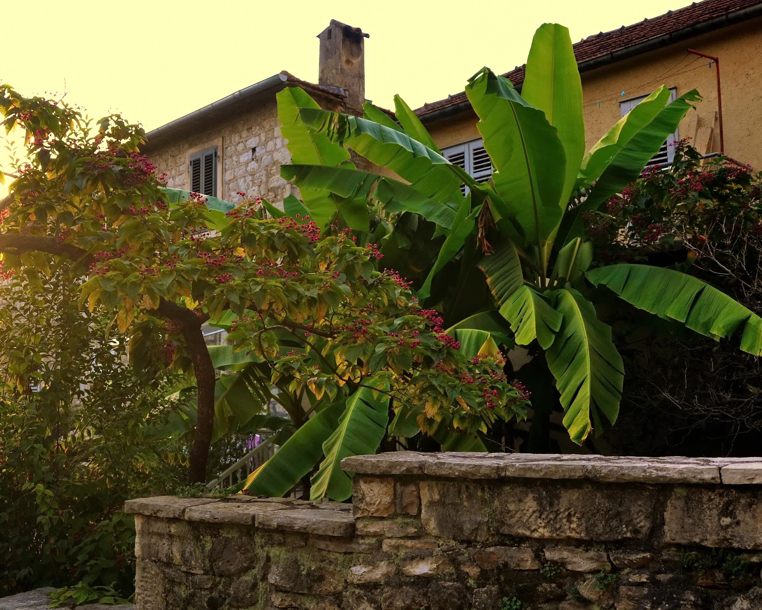 Musa basjoo (banana plant) bare roots — Buy hardy banana tree online at ...