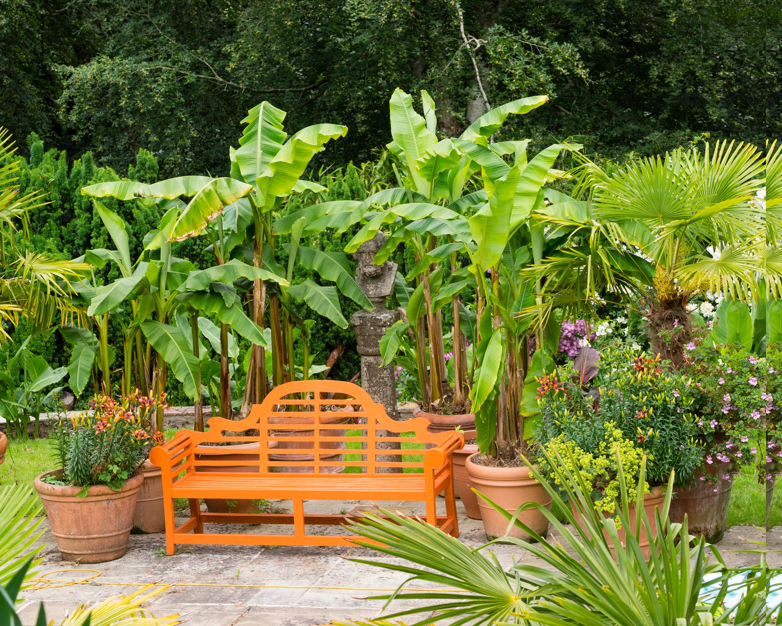 Musa basjoo (banana plant) bare roots — Buy hardy banana tree online at ...