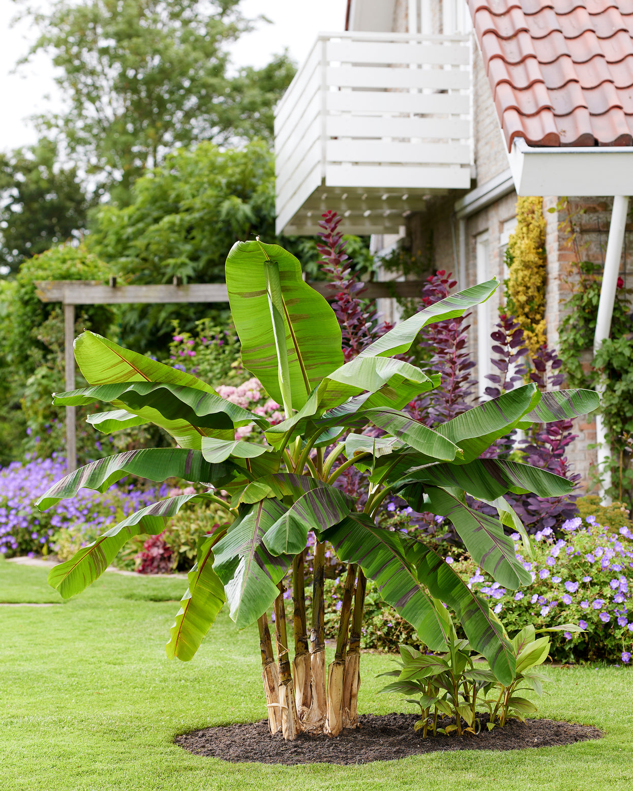 SAFLAX - Banana Tree Darjeeling - 5 Seeds