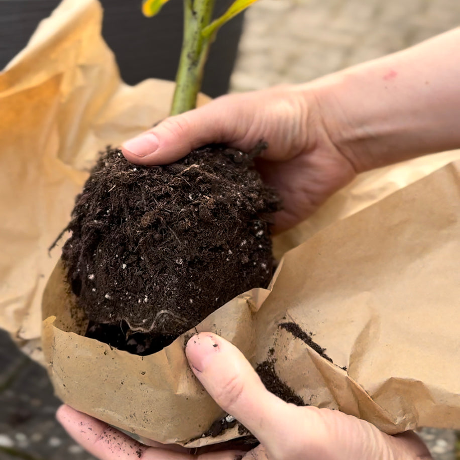Musa basjoo (banana plant) bare roots — Buy hardy banana tree online at ...