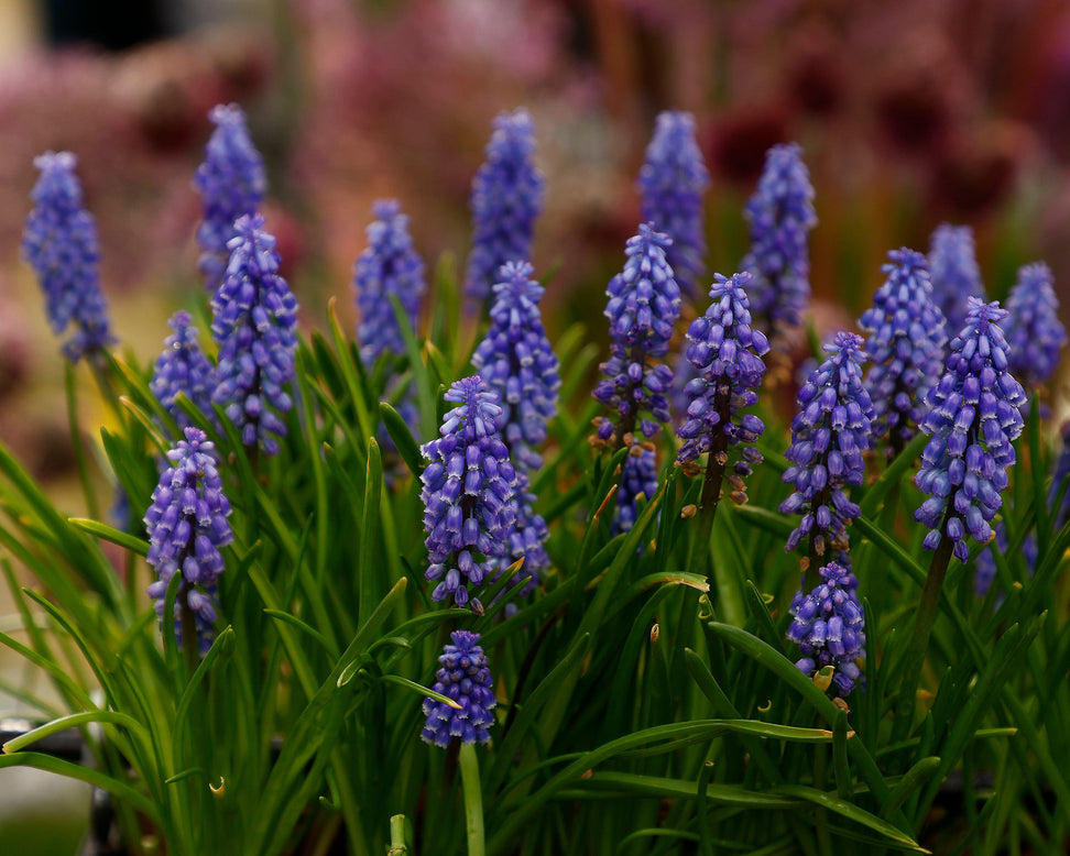 Muscari 'Bling Bling'
