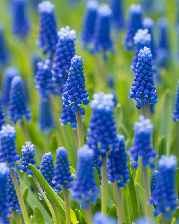 Muscari 'Blue Moon'