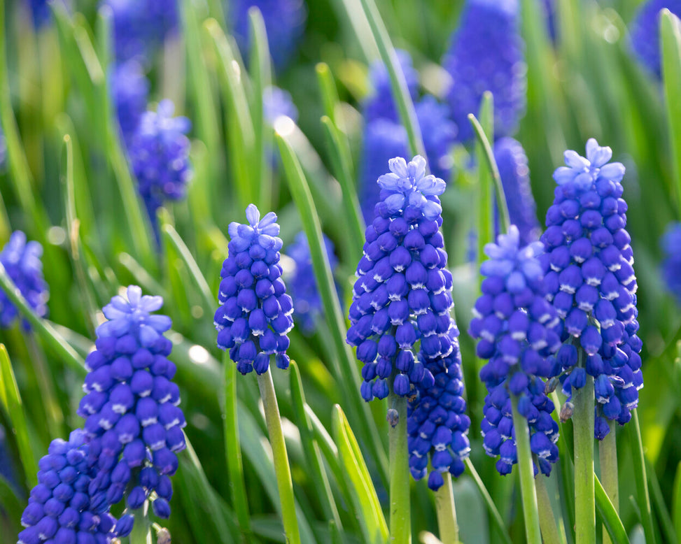 Muscari 'Blue Moon'
