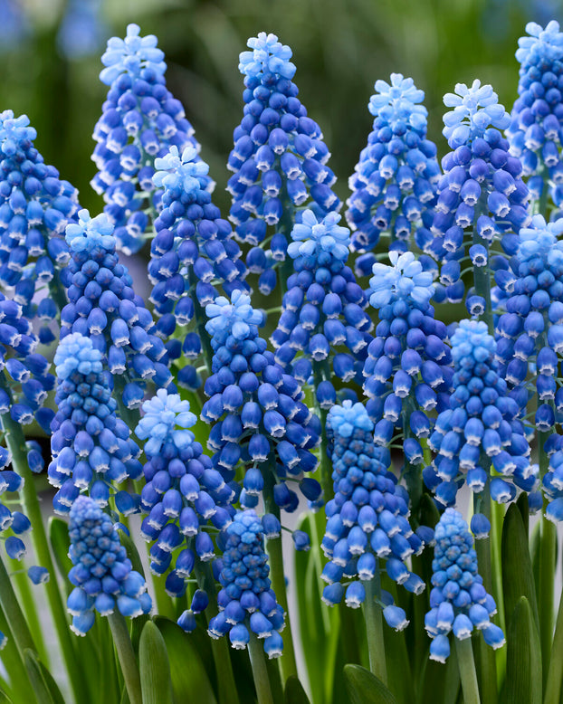 Muscari 'Blue Moon'