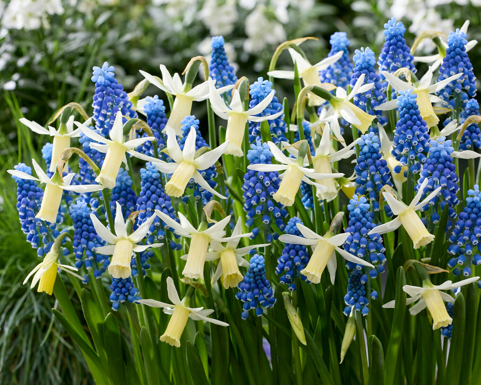 Muscari 'Blue Moon'