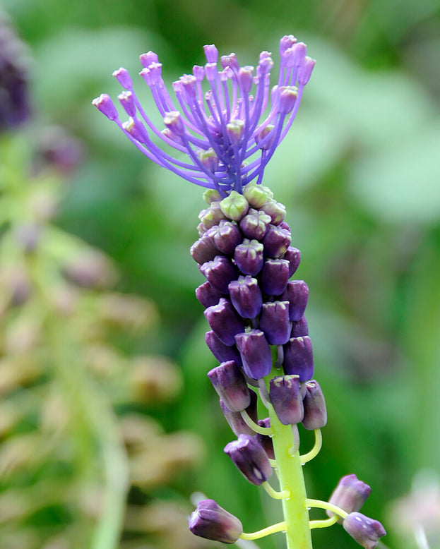 Muscari comosum