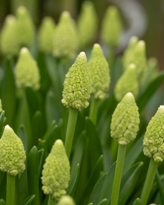 Muscari 'Lady Madonna'