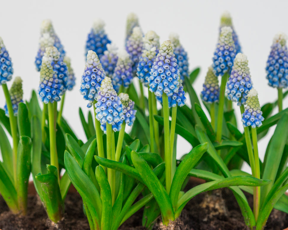 Muscari 'Mountain Lady'