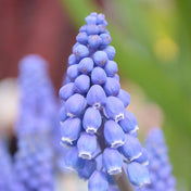 Muscari