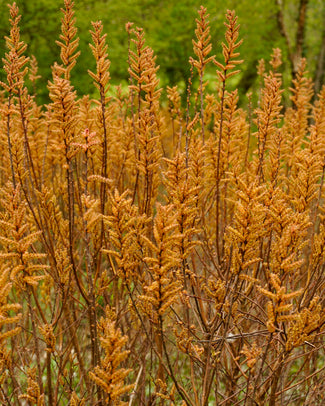 Myrica bare roots