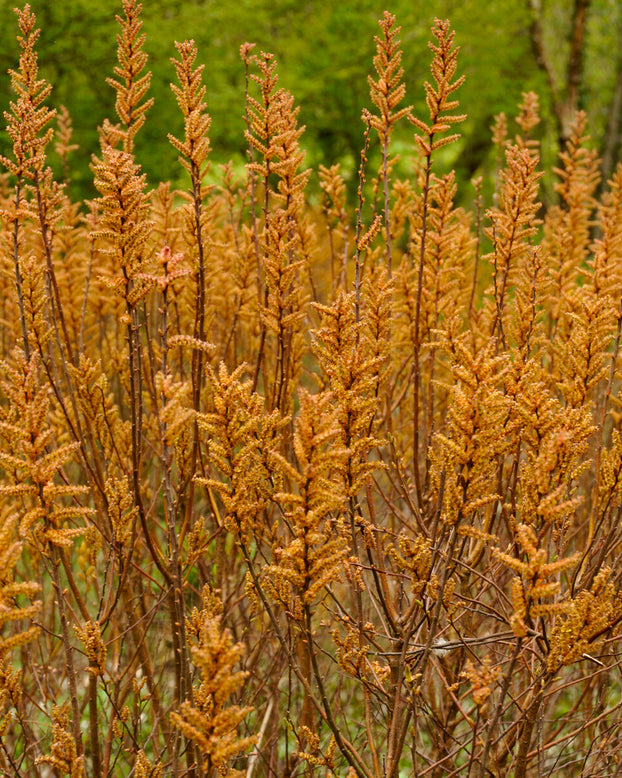 Myrica gale
