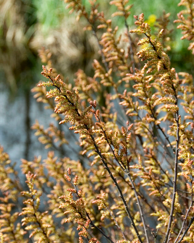 Myrica gale
