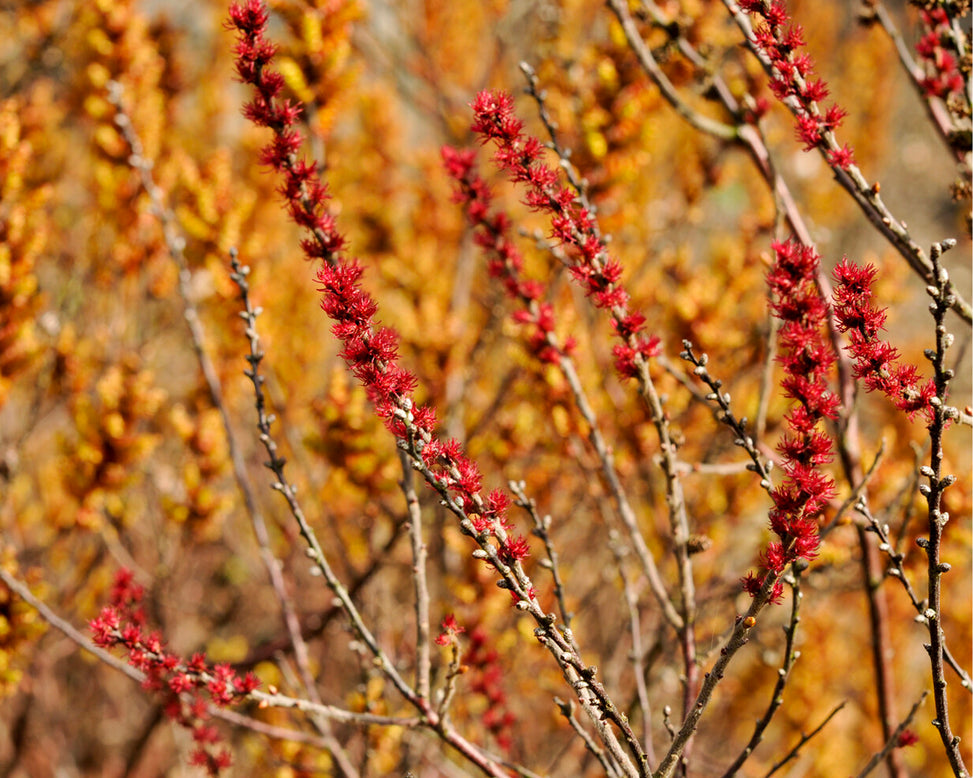 Myrica gale
