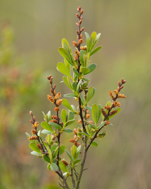 Myrica gale
