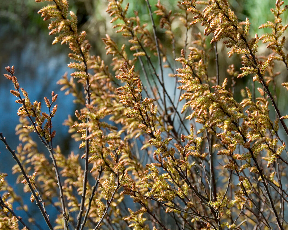 Myrica gale