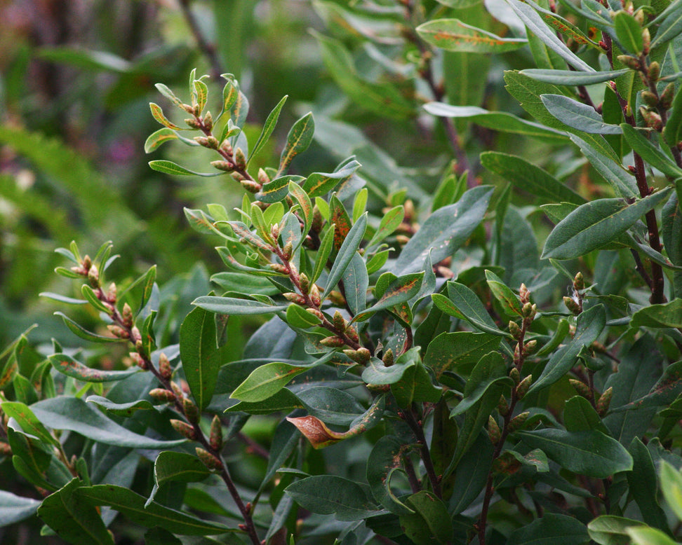 Myrica gale