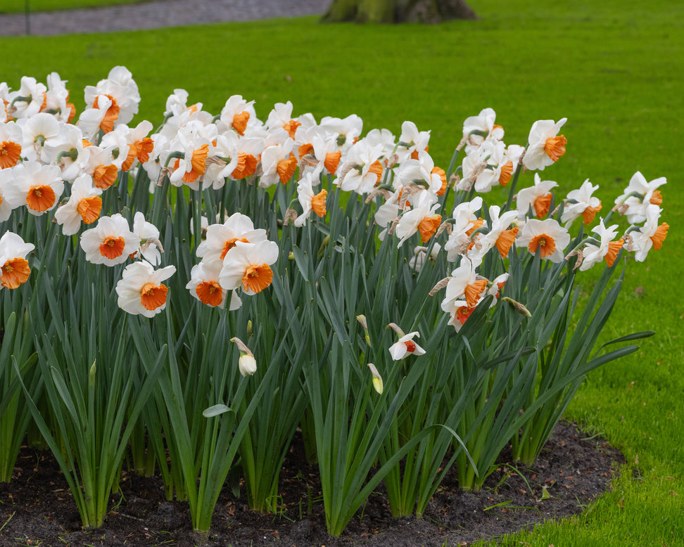 Narcissus 'Amadeus'