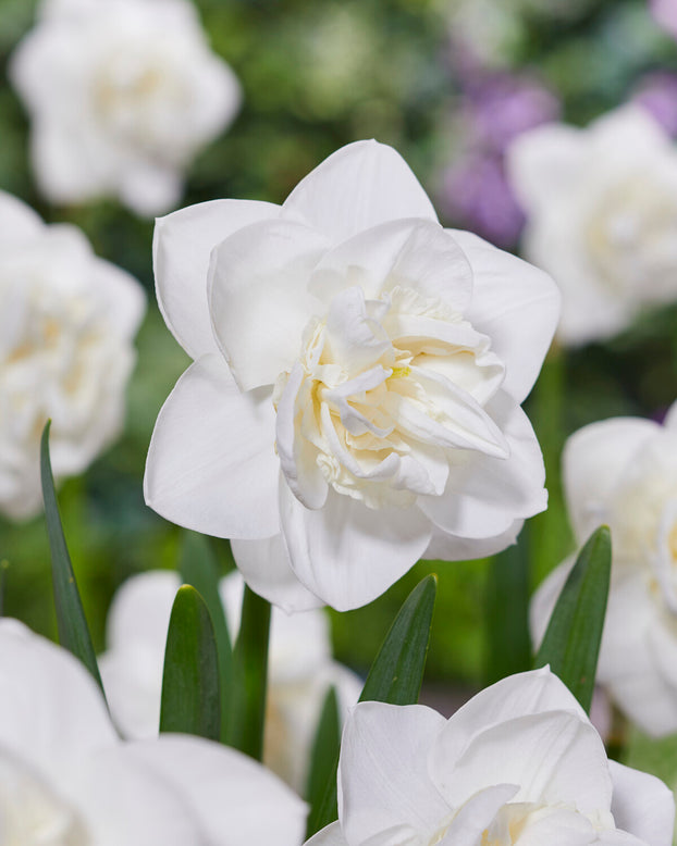 Narcissus 'Androcles'